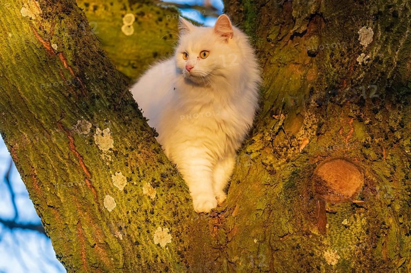 White domestic cat, Felis catus, sitting in a tree, lit by the evening sun