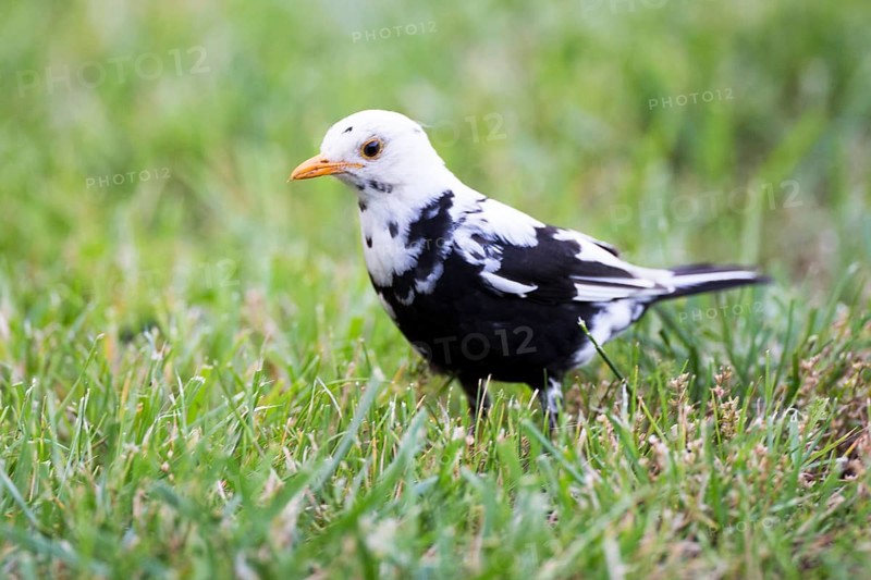 Common Blackbird (Turdus merula) male partially leucistic, Mecklenburg-Western Pomerania, Germany