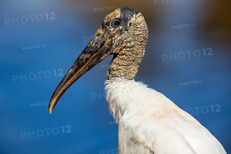 Forest stork (Mycteria americana) Pantanal Brazil