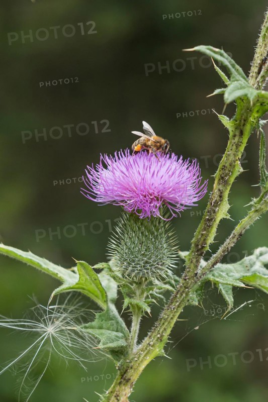 Bees on a flower, common thistle (Cirsium vulgare), treetop walk, Germany