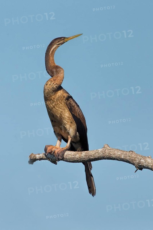 Australasian Darter (Anhinga novaehollandiae) perched on a branch, Northern Territory, Australia