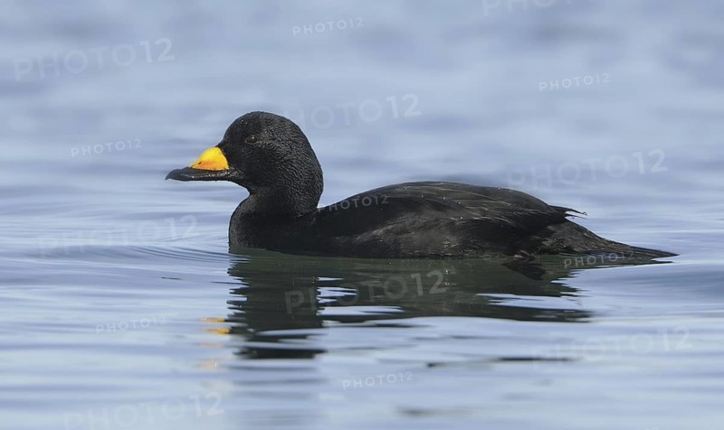 Black Scoter (Melanitta americana), British Columbia, Canada