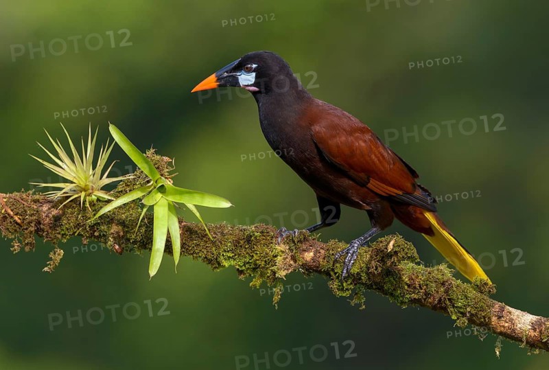 Montezuma-Oropendola (Psarocolius montezuma) at Laguna Lagarto Lodge near Boca Tapada, Costa Rica