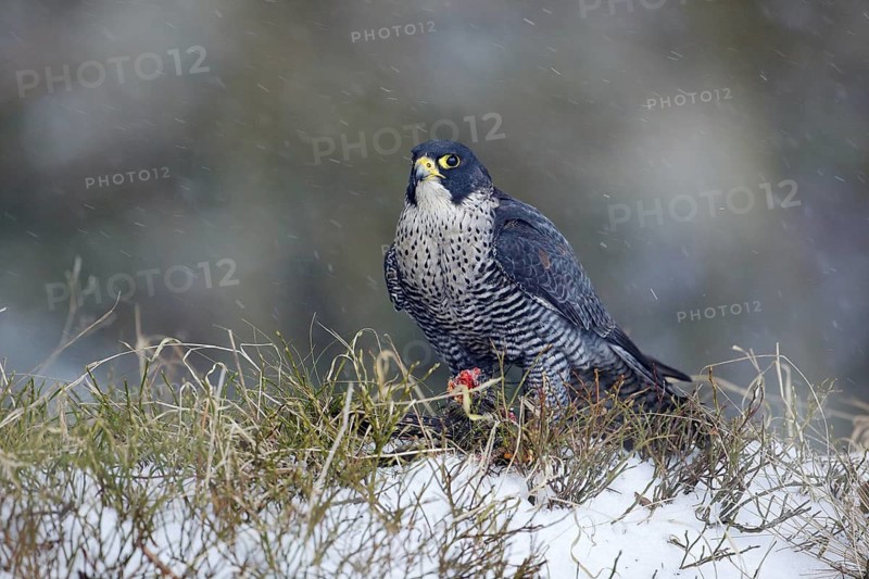 Falcon witch catch dove. Wildlife scene from snowy nature. Cold winter with bird. Falcon eating bird with plumage. Peregrine Falcon, bird of prey sitting in grass during winter with snow, Germany