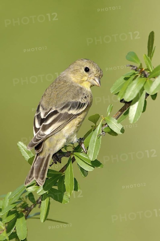 Lesser Goldfinch (Spinus psaltria) female, Arizona, USA