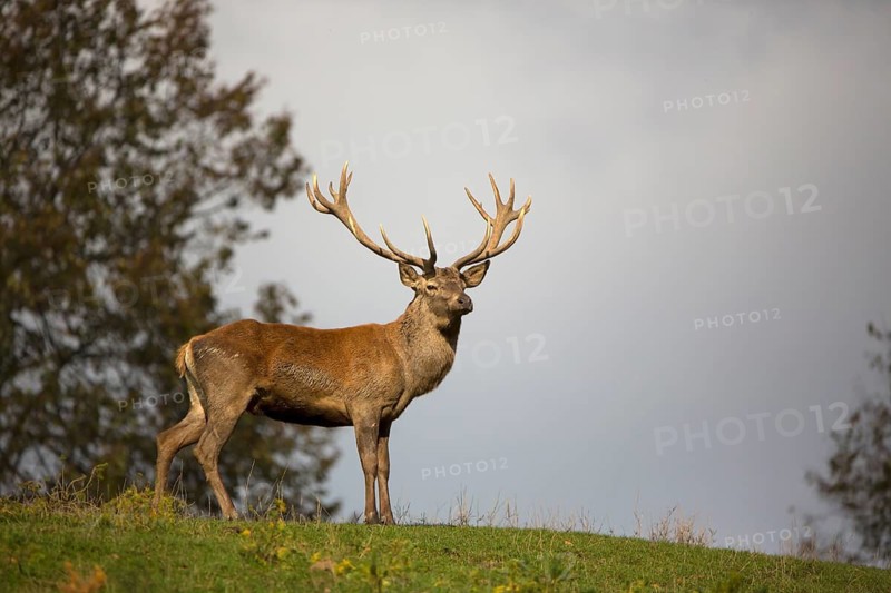 Red Deer stag at the rutting season. Fog in background