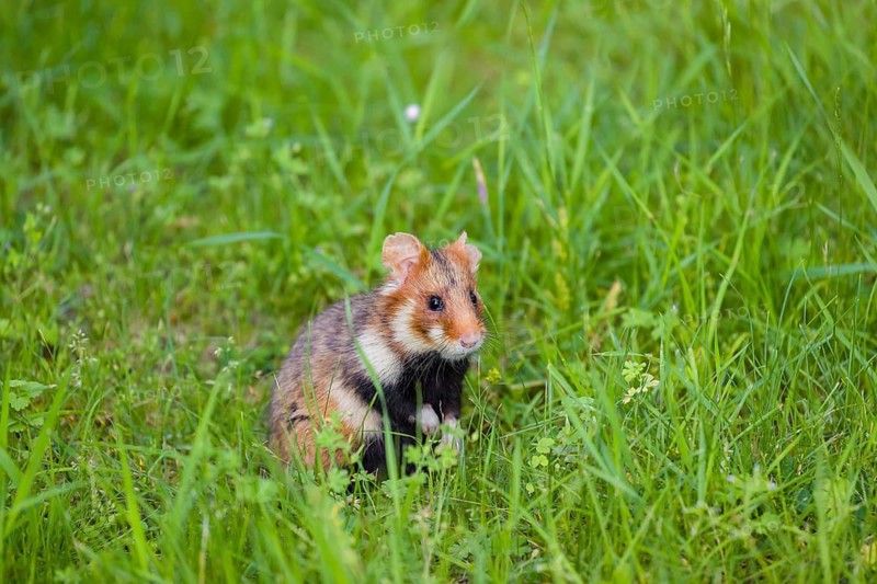A European hamster (Cricetus cricetus), Eurasian hamster, black-bellied hamster or common hamster, standing tall in high grass, watching his surrounding for enemies and other hamsters