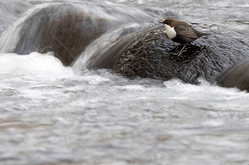 White-throated Dipper (Cinclus cinclus), Mecklenburg-Western Pomerania, Germany
