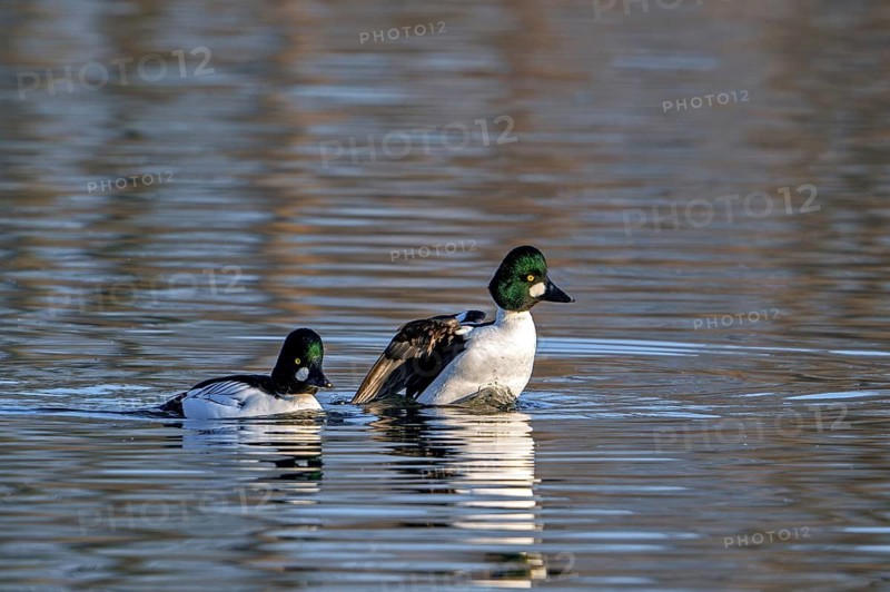 Common goldeneyes (Bucephala clangula) two adult males swimming in lake in winter in evening light