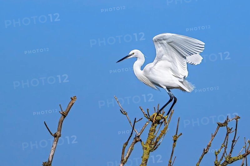 Little egret (Egretta garzetta) perched in tree in late winter, early spring