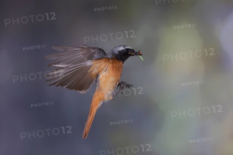 Common redstart (Phoenicurus phoenicurus), male approaching the nest with food in his beak, North Rhine-Westphalia, Germany
