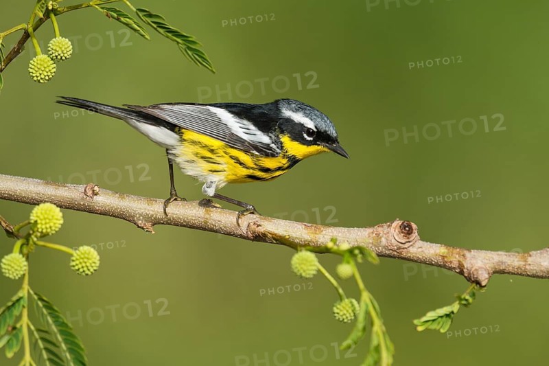 Magnolia Warbler (Setophaga magnolia) male perched on a branch, Texas, USA