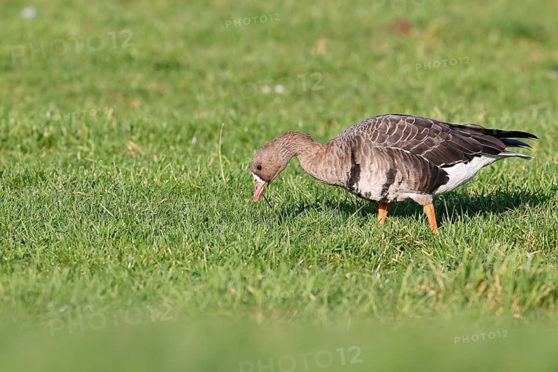 White-fronted goose (Anser albifrons), standing in a meadow in the wintering area, wildlife, Bislicher Insel nature reserve, Xanten, Lower Rhine, North Rhine-Westphalia, Germany