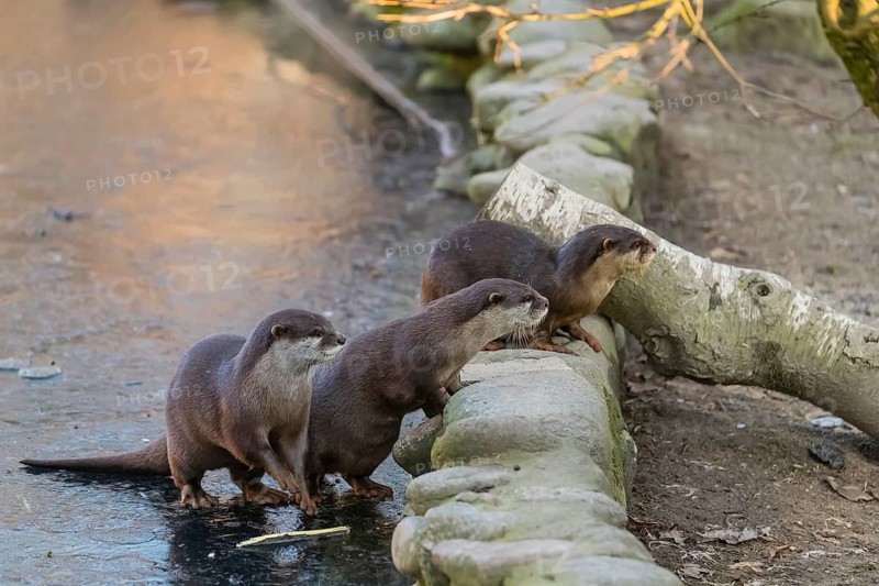 Three oriental small-clawed otter or Asian small-clawed otter (Aonyx cinerea), curiously look over a rockwall