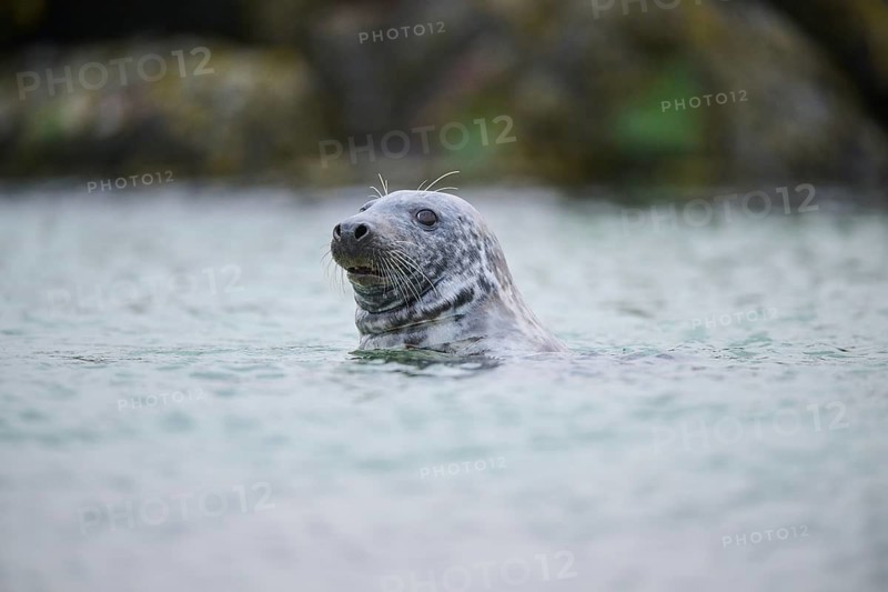 Grey seal (Halichoerus grypus) looking out of the water while swimming in the sea, Düne, Helgoland, Schleswig-Holstein, Germany