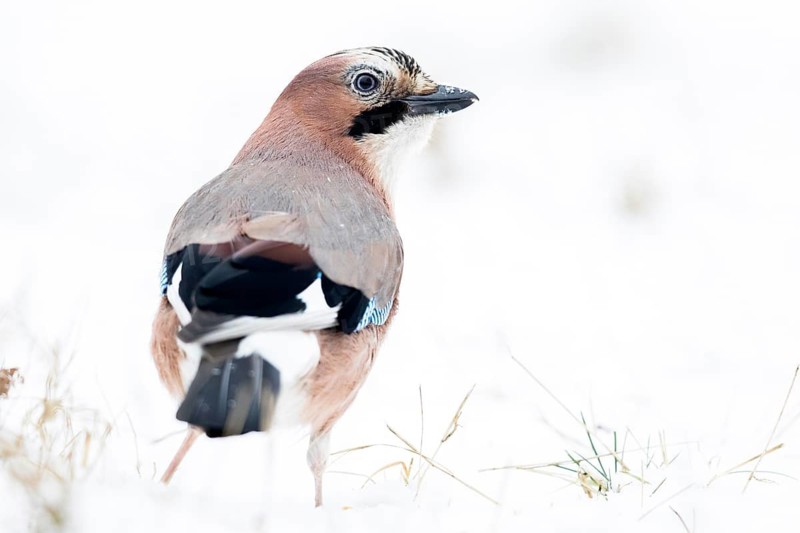 Eurasian Jay (Garrulus glandarius) perched on the ground in snow, Bialowieca National Park, Poland