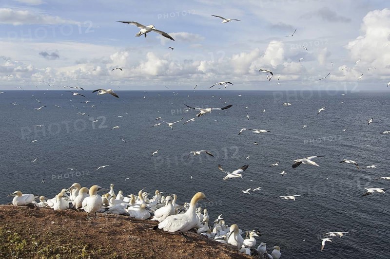 Northern Gannet (Morus bassanus) colony, Schleswig-Holstein, Germany