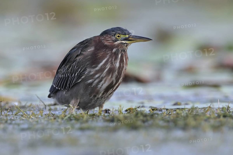 Green Heron (Butorides virescens), Florida, USA