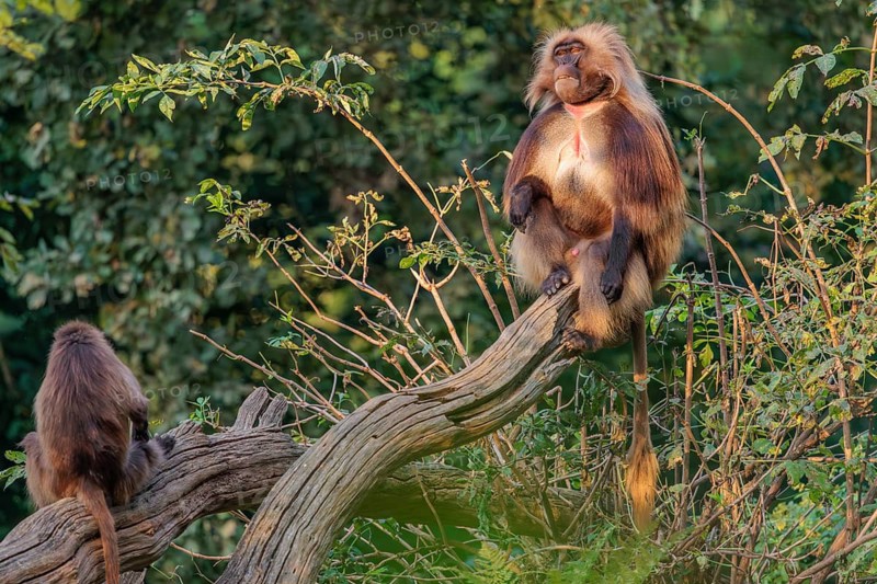 An adult male and a female Gelada (Theropithecus gelada), or bleeding-heart monkey sit close together on a tree trunk lying on the ground