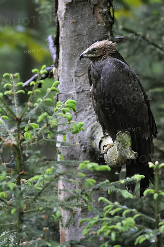 Lesser spotted eagle (Aquila pomarina) perched in a tree
