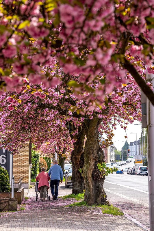 Blooming cherry trees on Saarner Straße in Mülheim an der Ruhr, seniors, spring, North Rhine-Westphalia, Germany