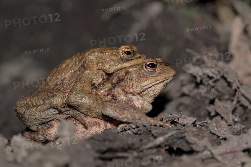 Common toad (Bufo bufo), pair, on the way to spawning waters, evening, toad migration, Bottrop, Ruhr area, North Rhine-Westphalia, Germany
