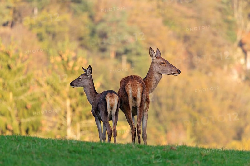 An adult red deer hind (Cervus elaphus) and a calf are standing in a meadow in the beautiful morning light. A forest with autumn leaves can be seen in the background
