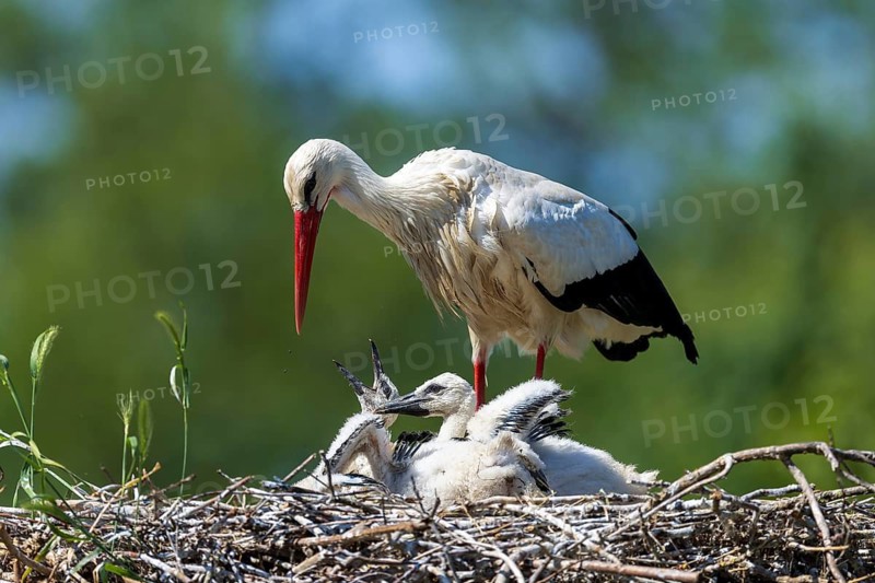 Stork standing protectively over chicks in nest with blurred green landscape, White Stork (Ciconia ciconia), wildlife, Germany