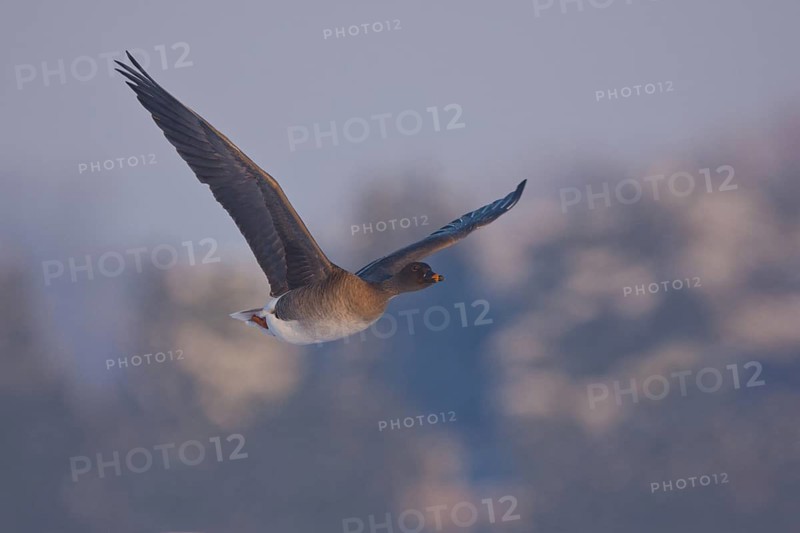 Taiga Bean Goose (Anser fabalis) flying, North Rhine-Westphalia, Germany