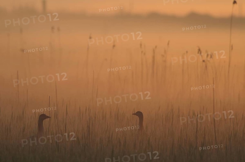 Greylag Goose (Anser anser), Texel, Netherlands