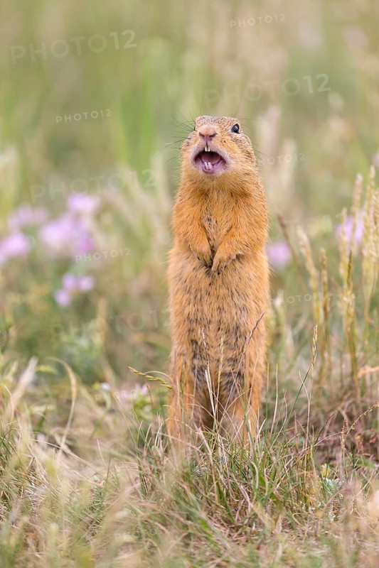 One European ground squirrel (Spermophilus citellus) or European souslik standing in tall grass with some flowers in the background