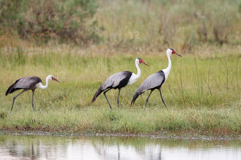 Wattled Crane, Grus carunculata, Botswana, Chobe NP
