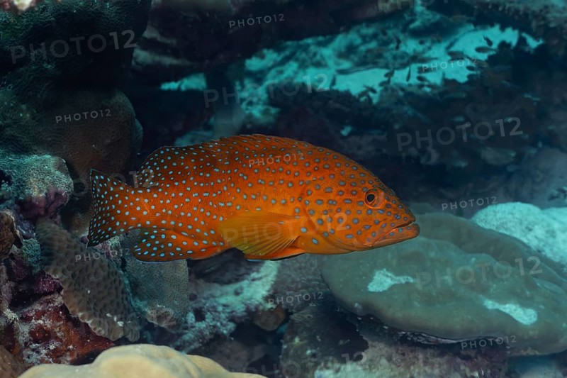 A stunning coral hind fish, Cephalopholis miniata, showcased amid the vibrant coral reefs of the Maldives, displaying a vivid orange body dotted with blue spots