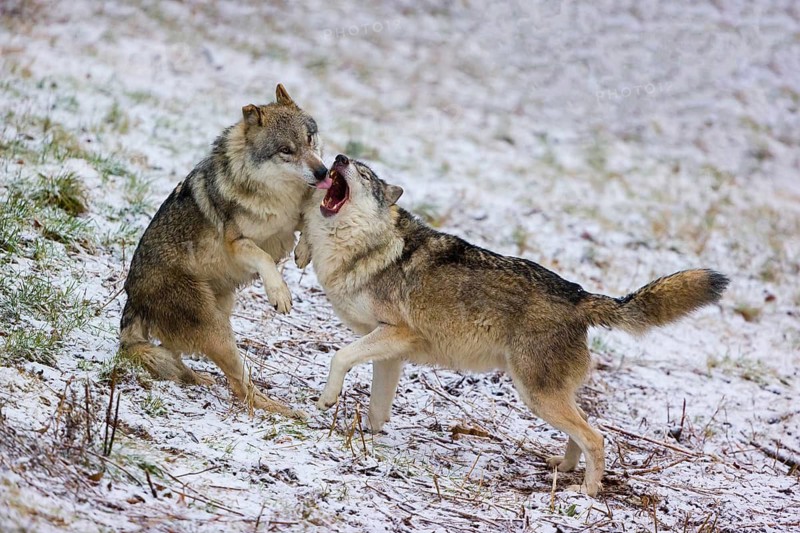 Two adult male eurasian gray wolves (Canis lupus lupus), social behaviour, friends