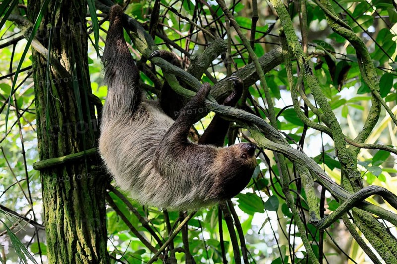 Linnaeus's two-toed sloth (Choloepus didactylus), Unau, adult, in tree, climbing, foraging, Ecuador, South America