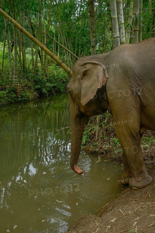 An Asian elephant stands gracefully by a tranquil river, surrounded by lush bamboo in Thailand. The scene captures the beauty and serenity of wildlife in its natural habitat
