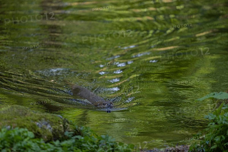 One Eurasian otter (Lutra lutra), swimming in water with green reflections from fresh leaves
