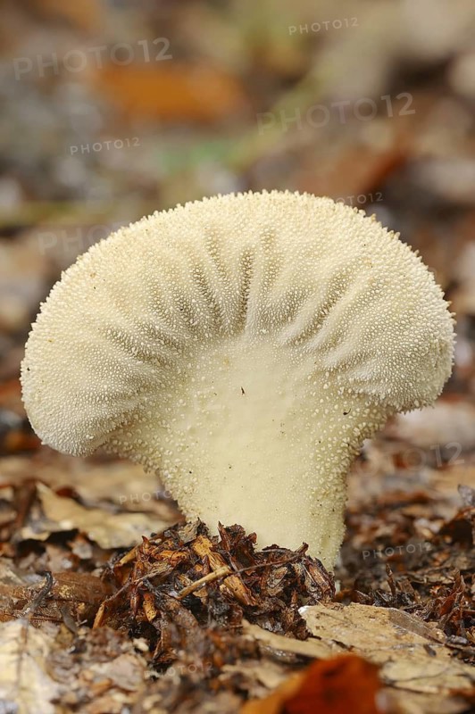 Bottle russula (Lycoperdon perlatum, Lycoperdon gemmatum), North Rhine-Westphalia, Germany