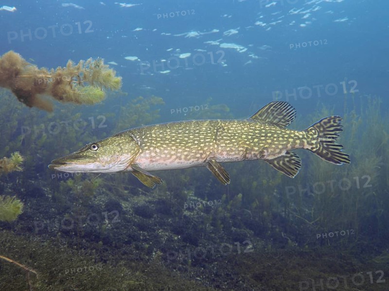 Pike (Esox lucius) swimming in calm, clear water with a blue background and algae. Dive site Parkhaus Post, Überlingen, Lake Constance, Germany