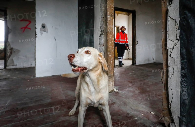 Rescue dog training, the sniffer dogs practise searching for injured people in empty houses, Herne, North Rhine-Westphalia, Germany