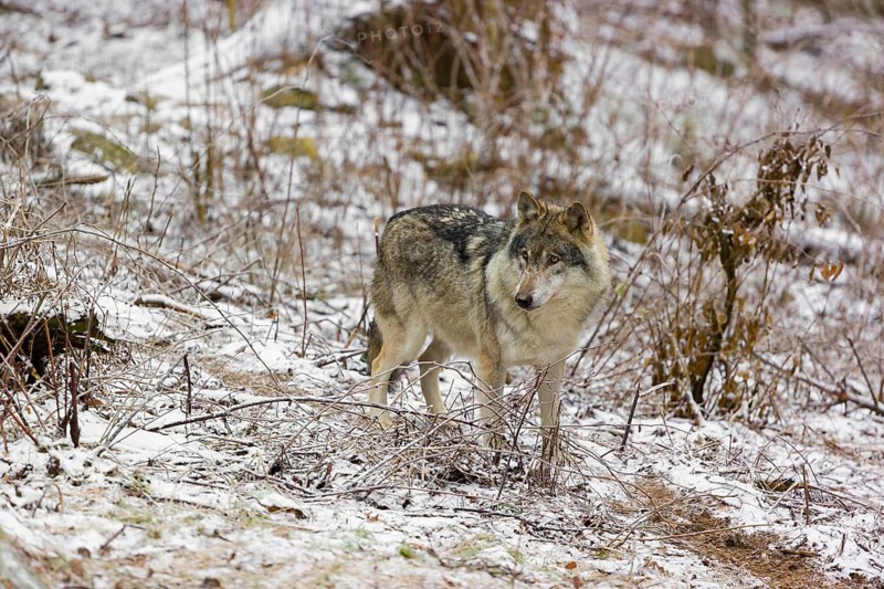 One eurasian gray wolf (Canis lupus lupus) stands on a snowy meadow in an open forest