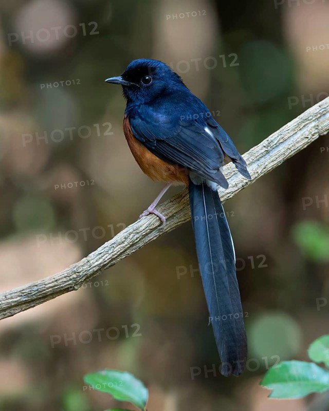 White-rumped Shama (Copsychus malabaricus) male, Kaeng Krachan, Thailand