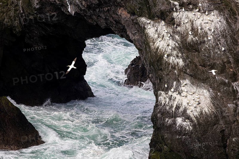 Northern gannet (Morus bassanus), small group on a rocky arch above choppy seas, Shetland Islands, Great Britain
