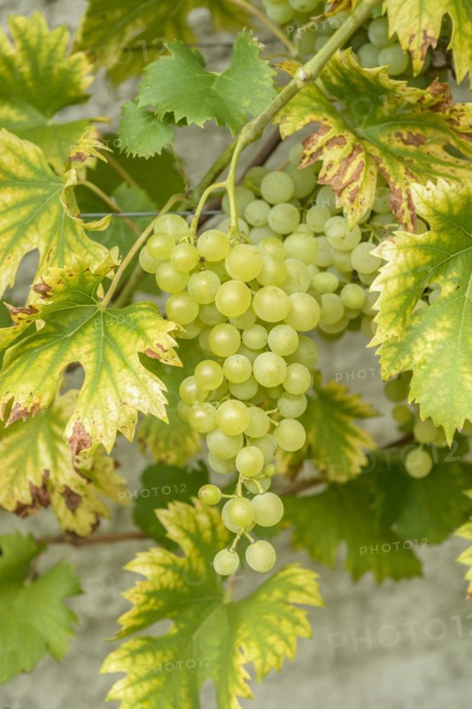 Grapevine (Vitis 'Fanny'), Saxon State Office for Environment, Agriculture and Geology, Pillnitz, Saxony, Germany