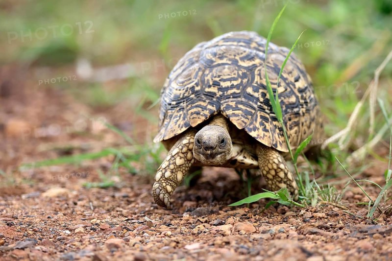 Panther tortoise (Testudo pardalis), adult, running, foraging, Pilanesberg National Park, North West Province, South Africa