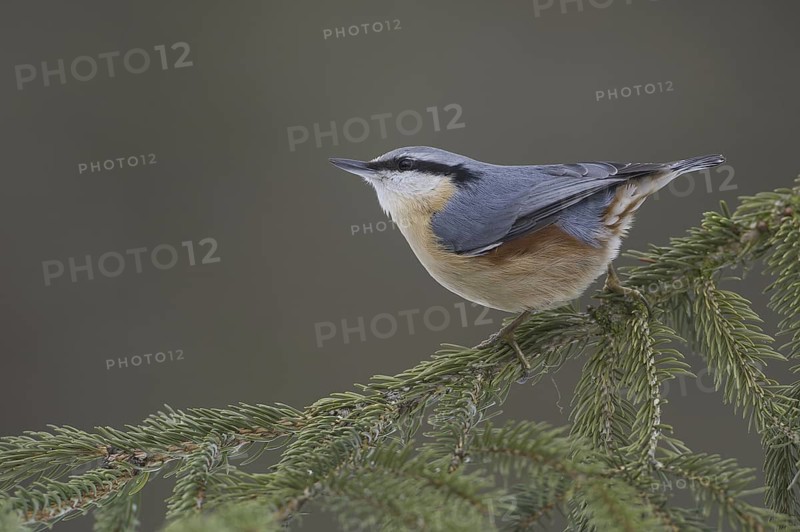 Eurasian Nuthatch (Sitta europaea), Saxony, Germany