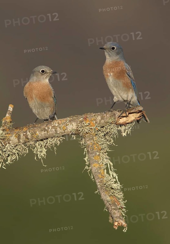Western Bluebird (Sialia mexicana) pair, California, USA