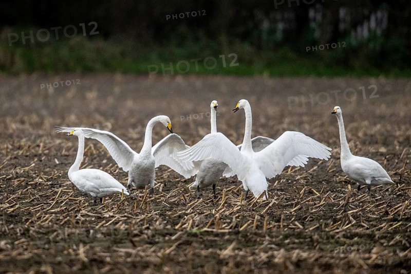 Whooper swans (Cygnus cygnus), Emsland, Lower Saxony, Germany