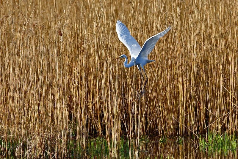 Great White Egret (Ardea alba) in flight over the water in front of a reed edge in the morning light, Flusslandschaft Peenetal nature park Park, Mecklenburg-Western Pomerania, Germany