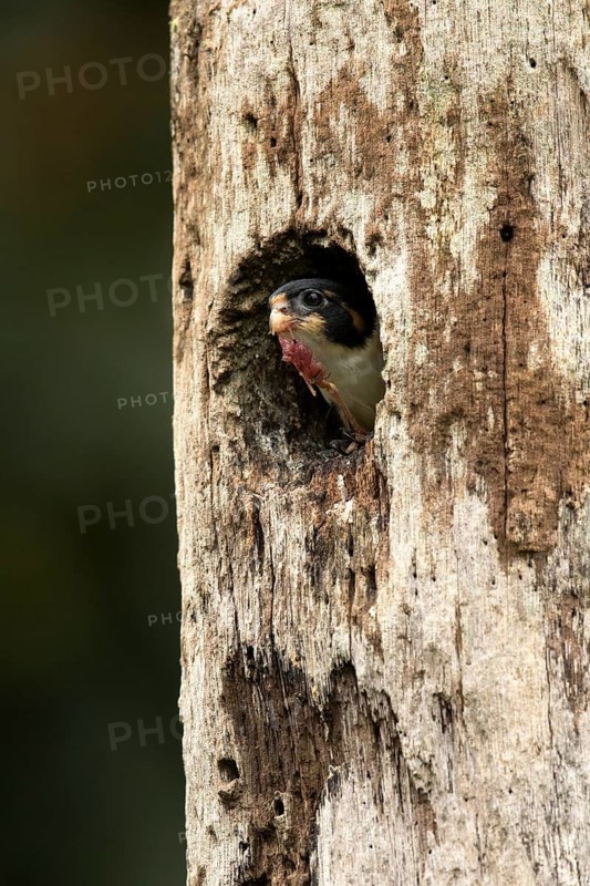 Black-thighed Falconet (Microhierax fringillarius) juvenile peering out from nesting hole, Selangor, Malaysia